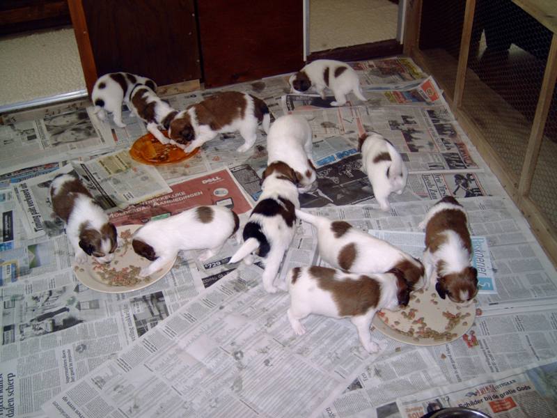 Puppies